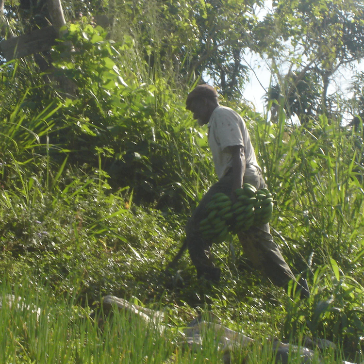Farmer Stanley walking with a banana on his farm
