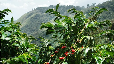 Beautiful view of Jamaica Blue Mountain Coffee trees