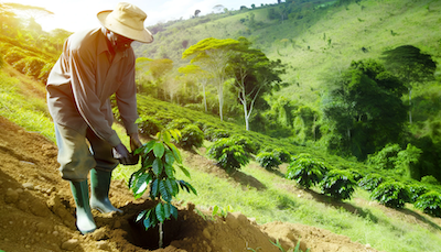 Jamaica's Blue Mountain coffee farmers planting coffee
