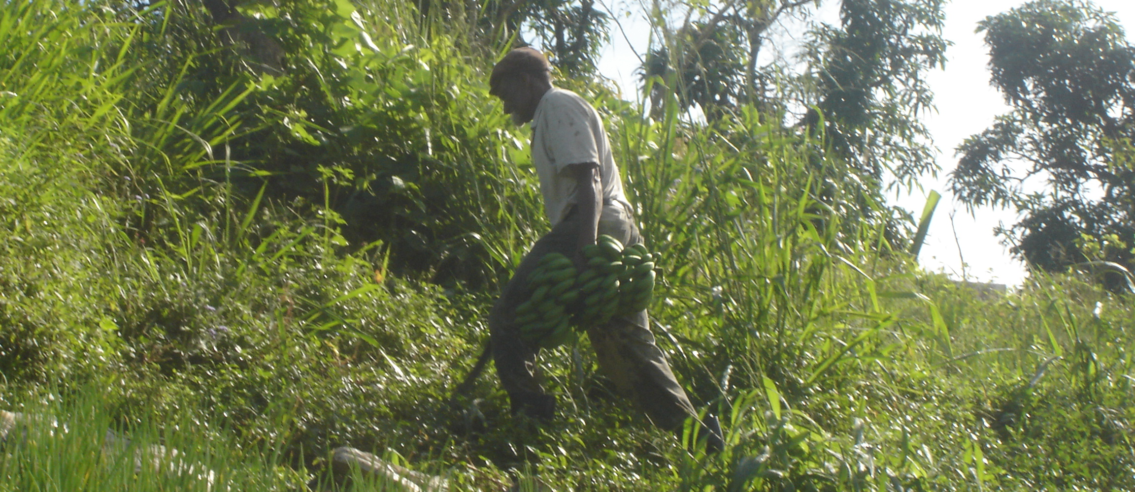 Farmer Stanley walking with a bunch of banana on his farm